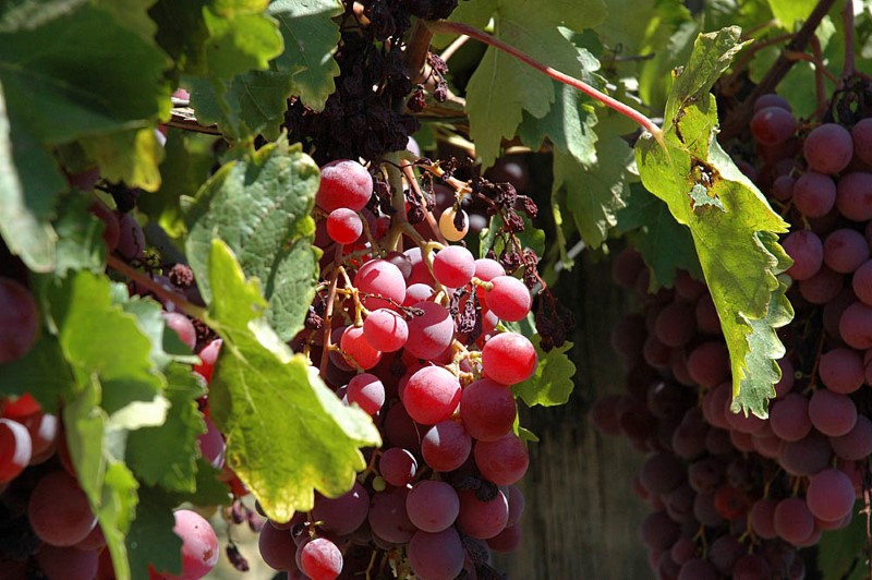 red-grapes