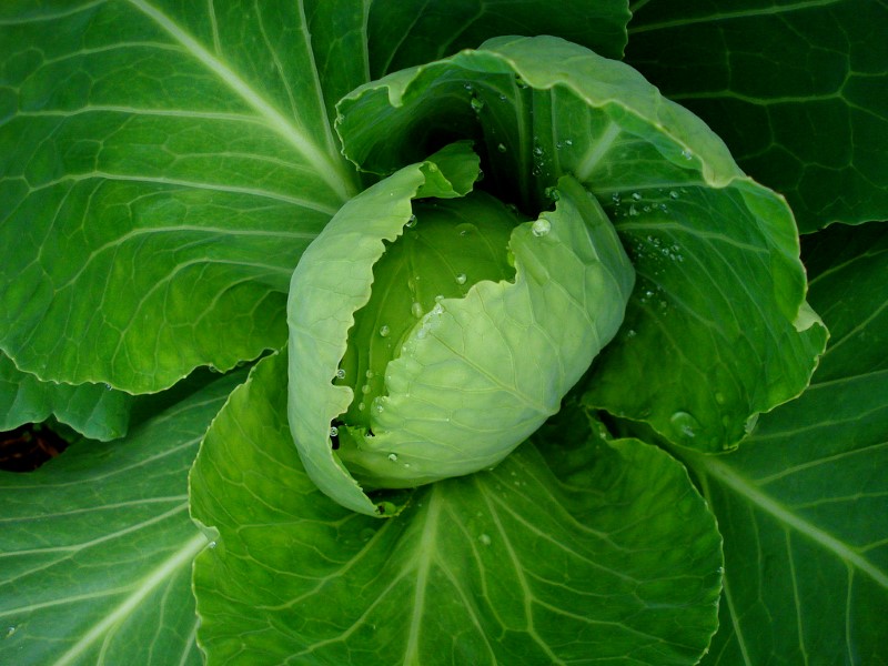 cabbage-growing