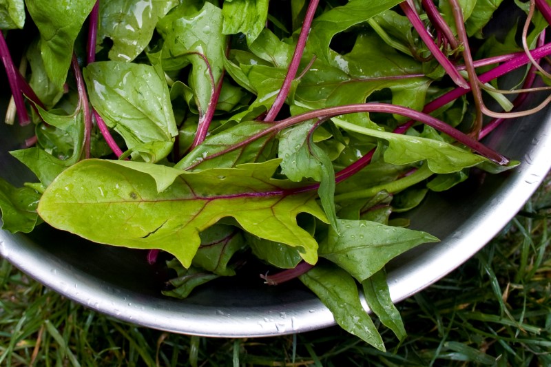 spinach-in-bowl