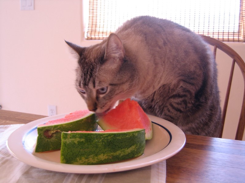 cat-enjoys-watermelon