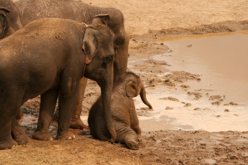 elephant-family