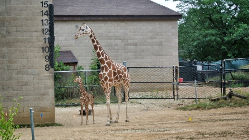 giraffe-mom-and-baby