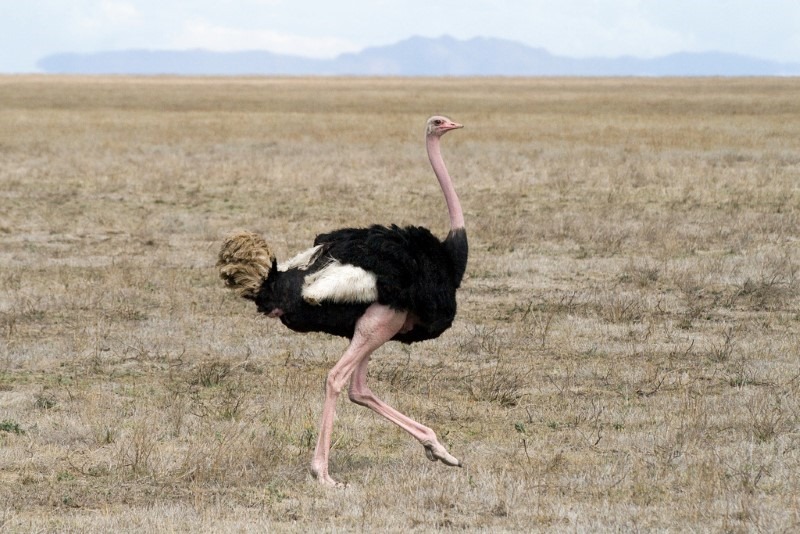 ostrich-kicker